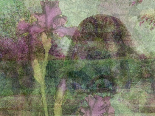 new-harmony-natural-violaart.jpg