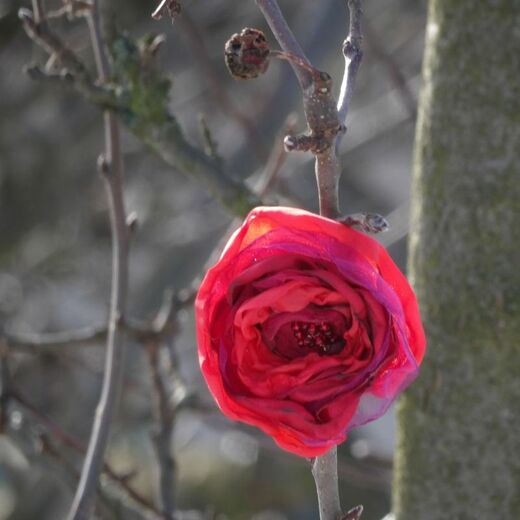 Růže Violaart červená, sponka nebo brož (kopie)